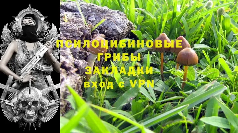 купить закладку  Алатырь  Галлюциногенные грибы Psilocybe 